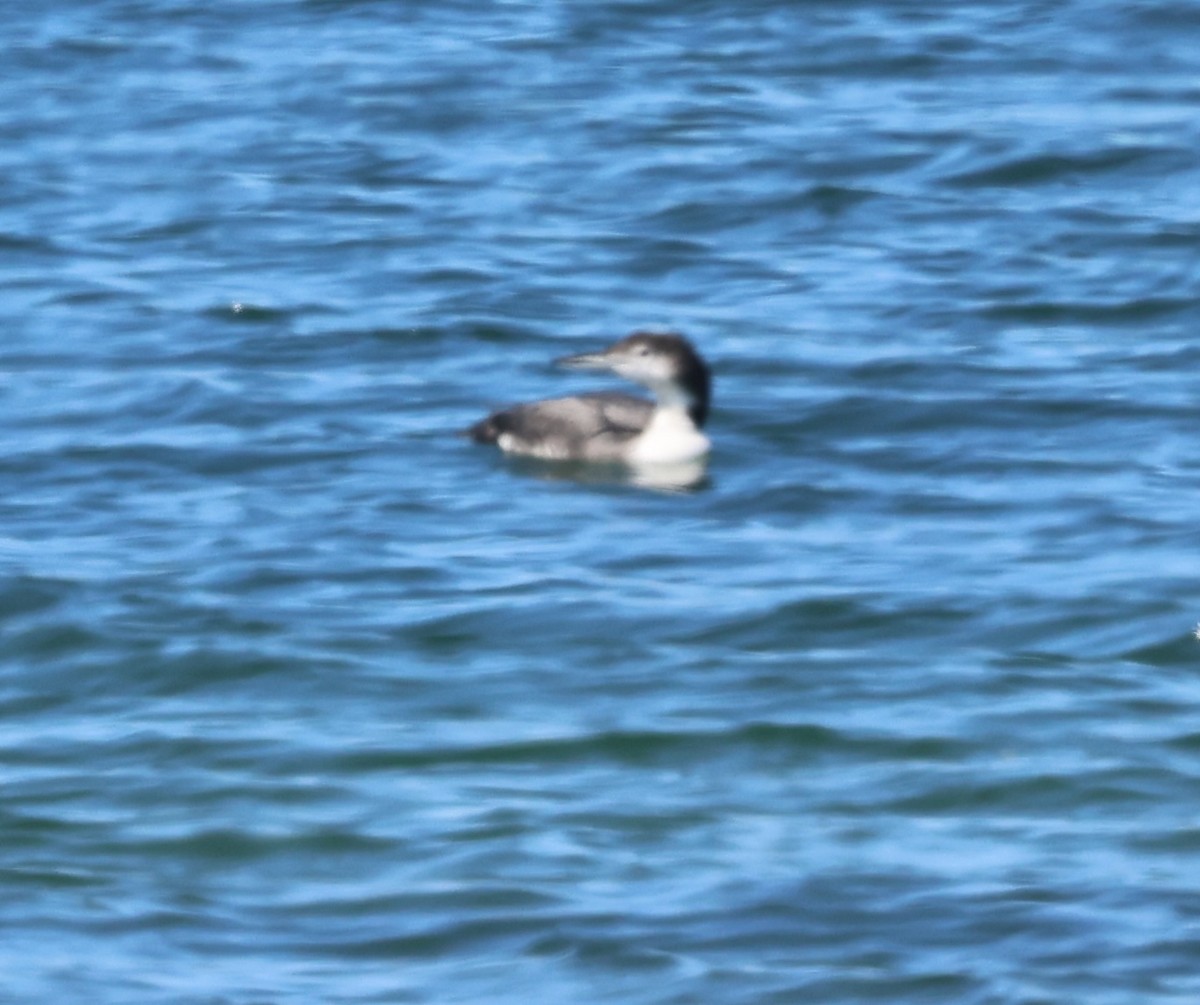 Common Loon - burton balkind