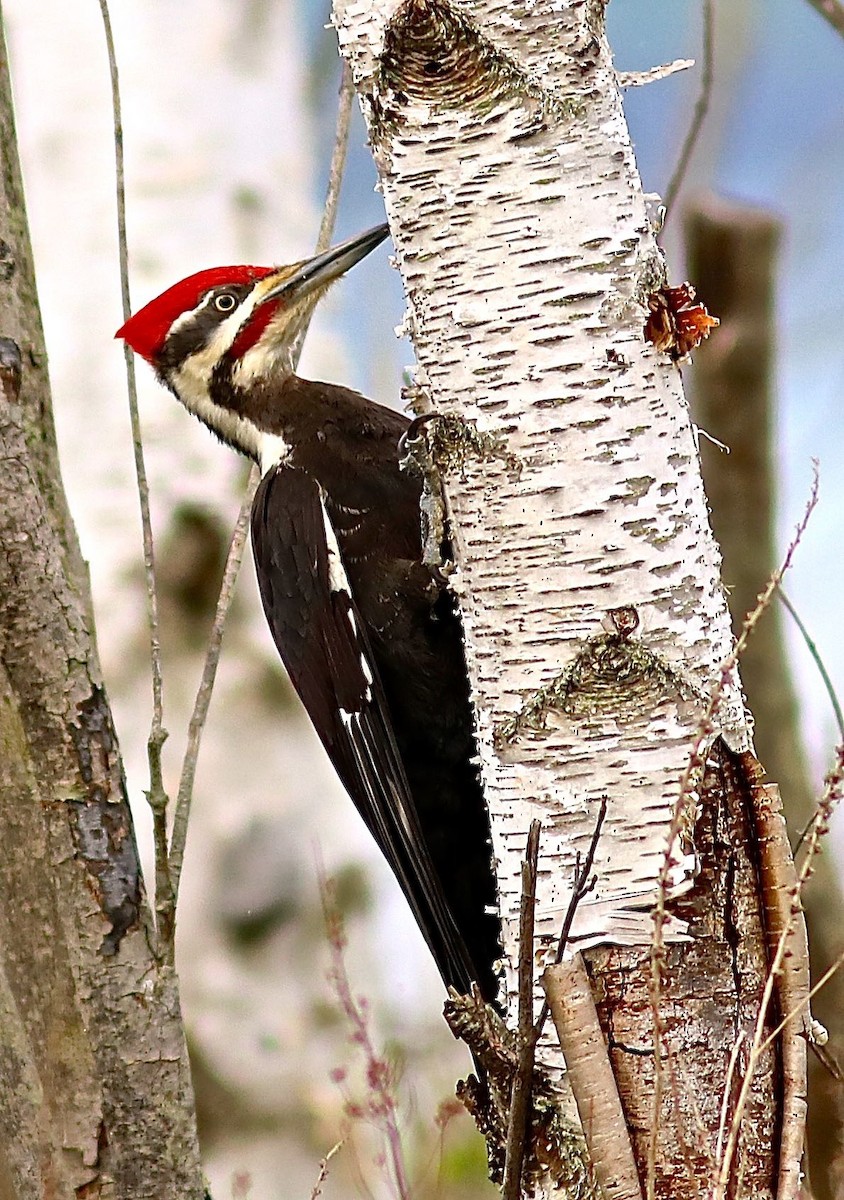 Pileated Woodpecker - Ron and Linda (Tozer) Johnston