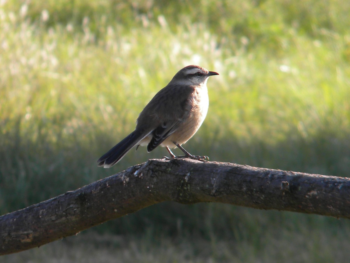 Chalk-browed Mockingbird - Fausto Sosa