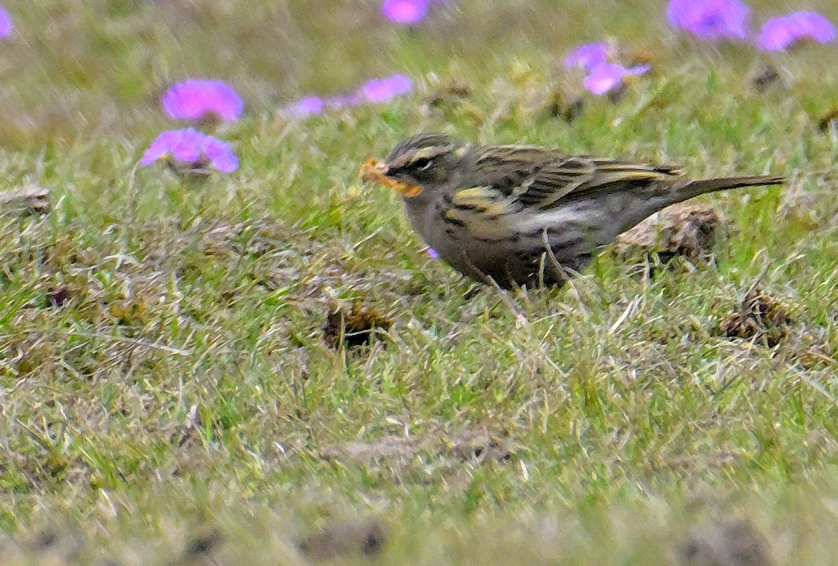 Rosy Pipit - ML619377075