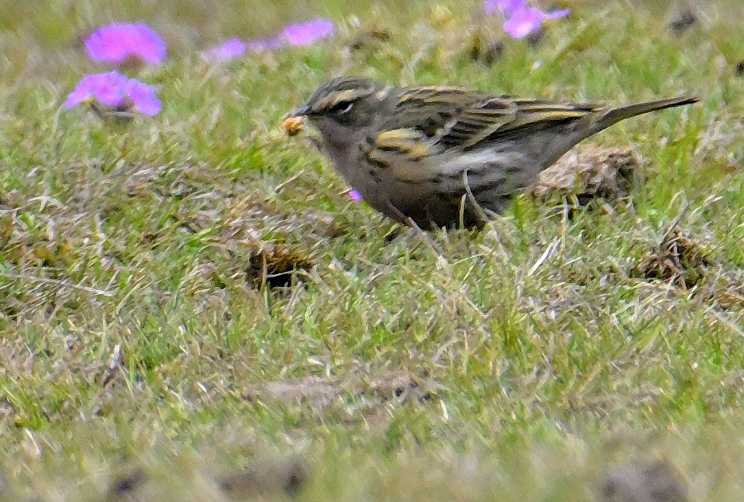 Rosy Pipit - Rajesh Gopalan