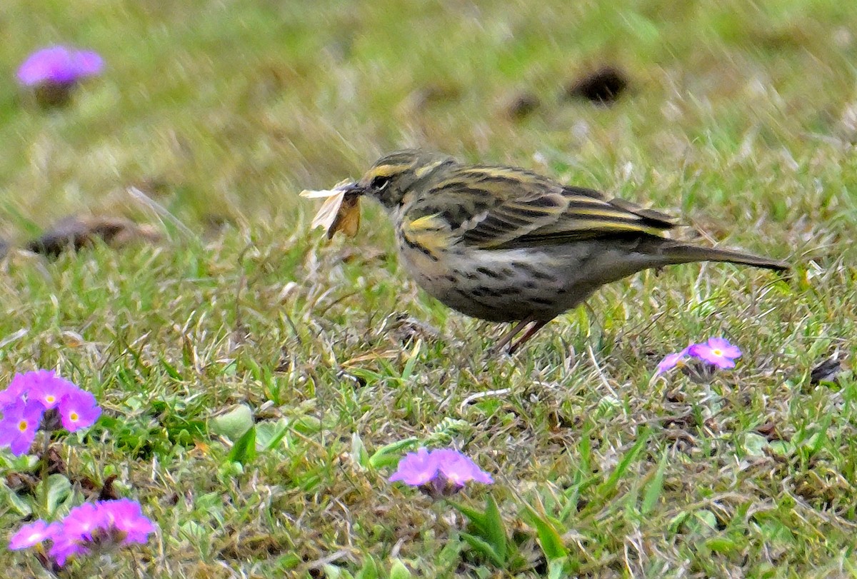 Rosy Pipit - ML619377078