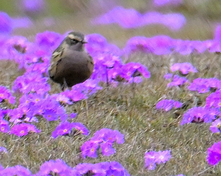 Rosy Pipit - Rajesh Gopalan