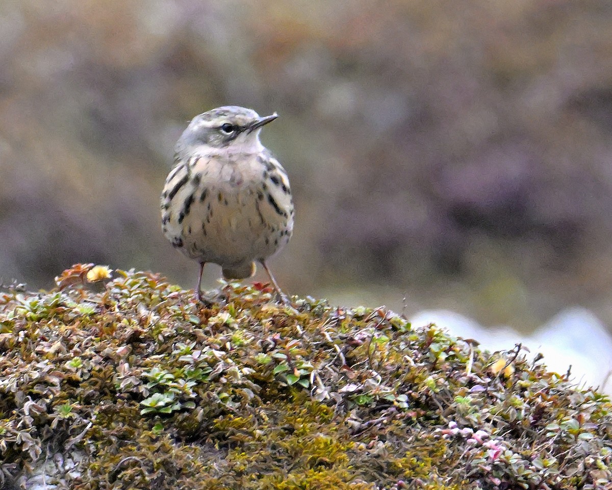 Rosy Pipit - Rajesh Gopalan