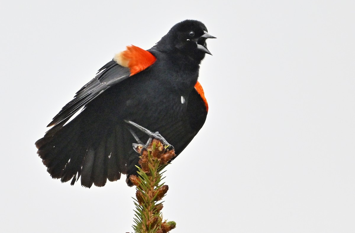 Red-winged Blackbird - Wayne Oakes