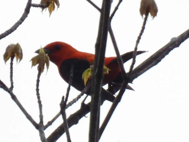 Scarlet Tanager - ML619377098
