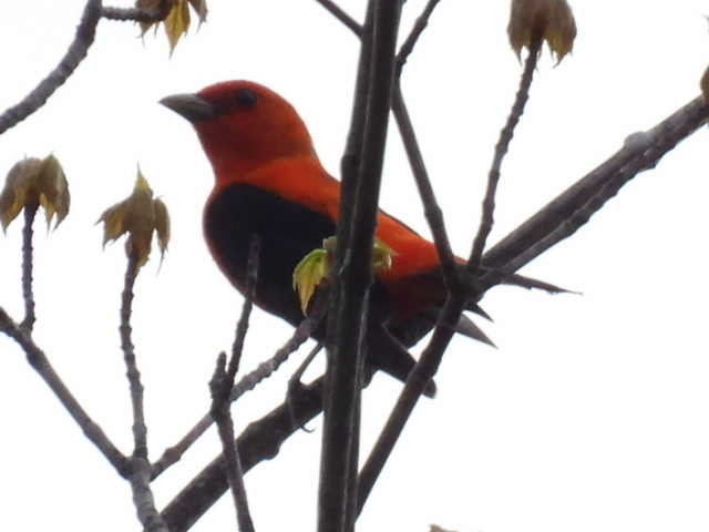 Scarlet Tanager - ML619377100