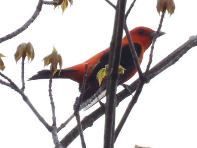 Scarlet Tanager - ML619377101