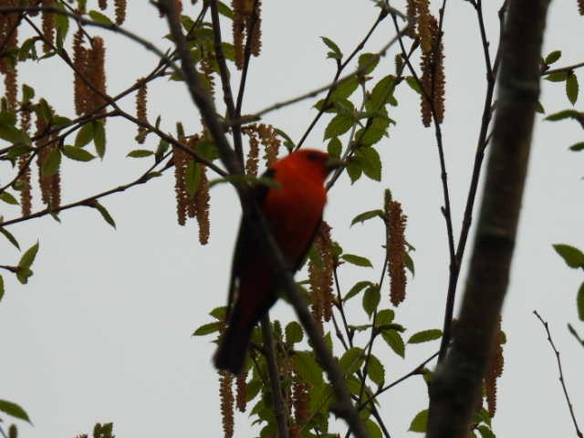 Scarlet Tanager - ML619377104