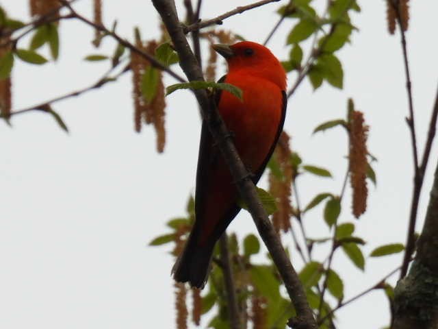 Scarlet Tanager - ML619377107