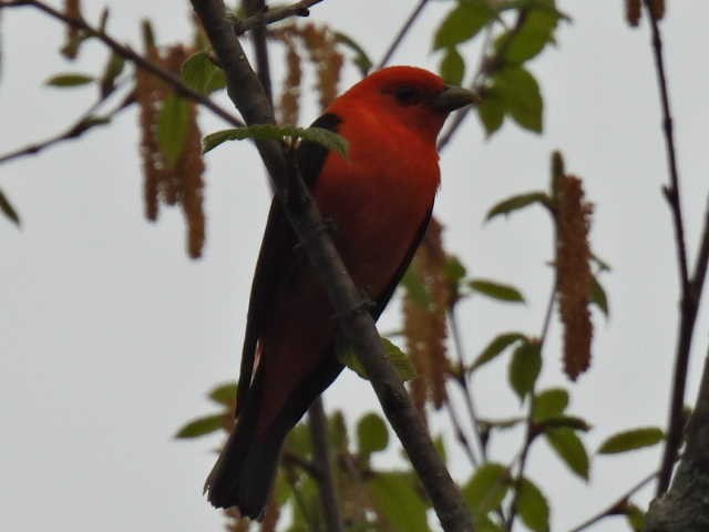 Scarlet Tanager - ML619377108