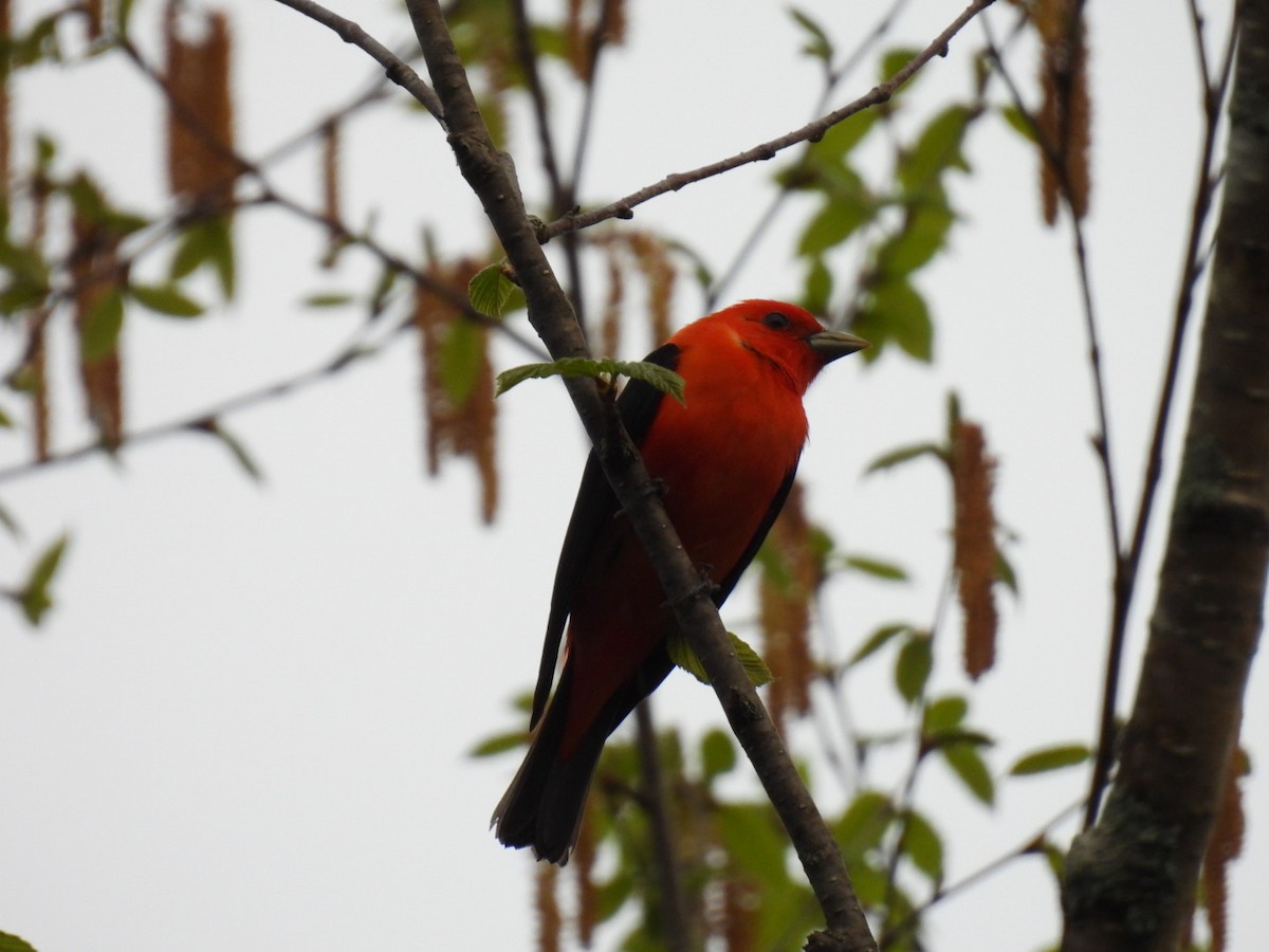 Scarlet Tanager - ML619377109