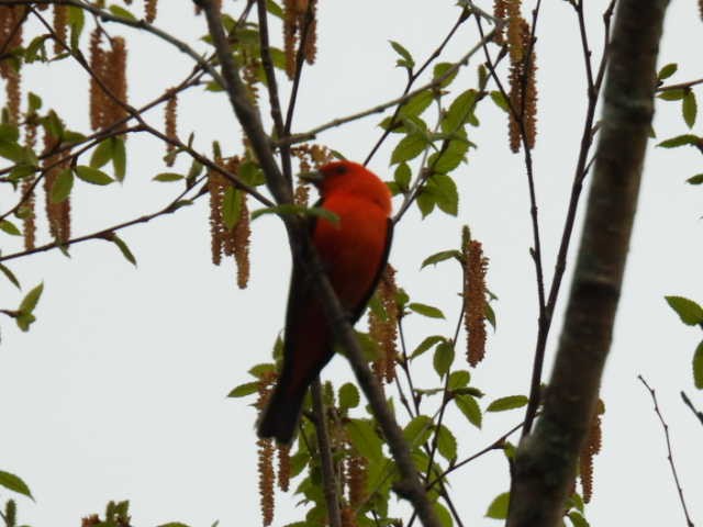 Scarlet Tanager - ML619377110