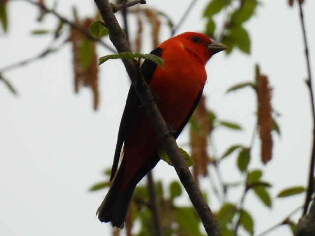Scarlet Tanager - ML619377111