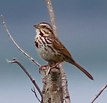 Song Sparrow - Ron and Linda (Tozer) Johnston