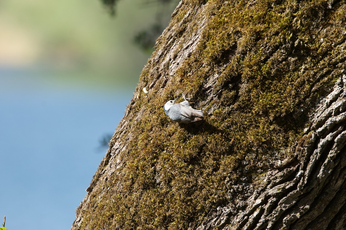 White-breasted Nuthatch - Deanna McLaughlin
