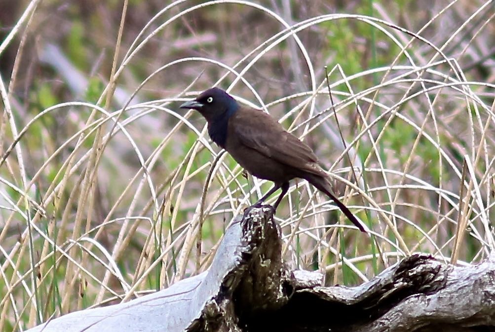 Common Grackle - Ron and Linda (Tozer) Johnston