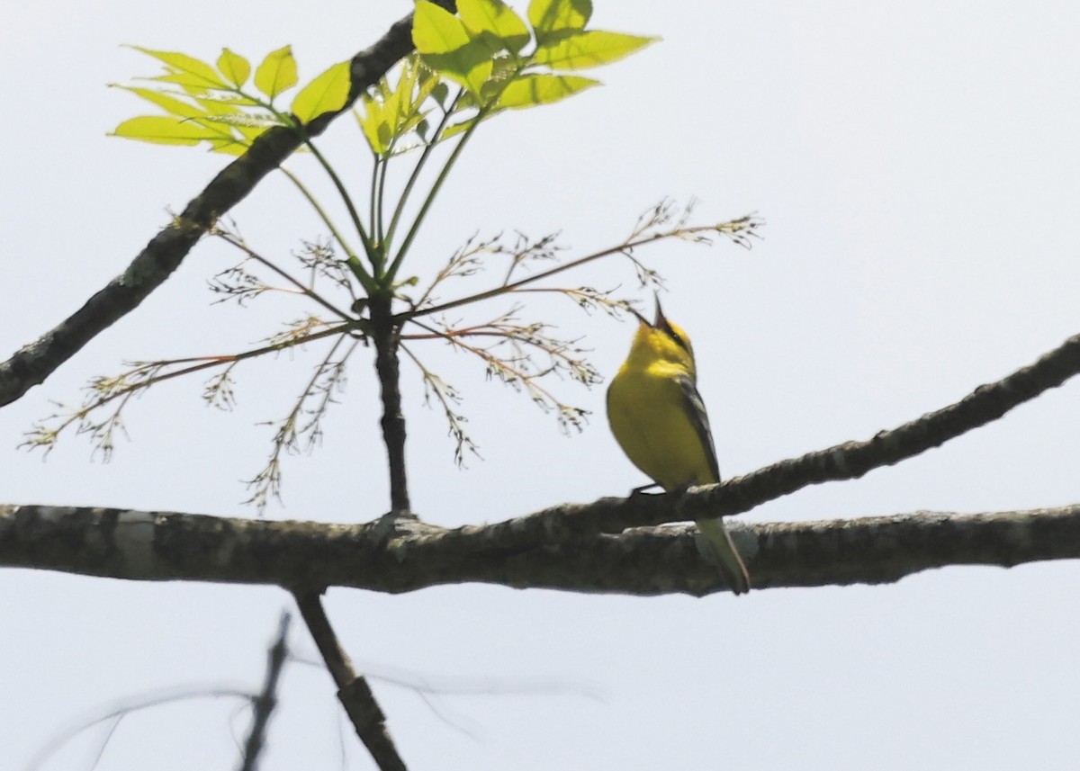 Blue-winged Warbler - Betsy Staples