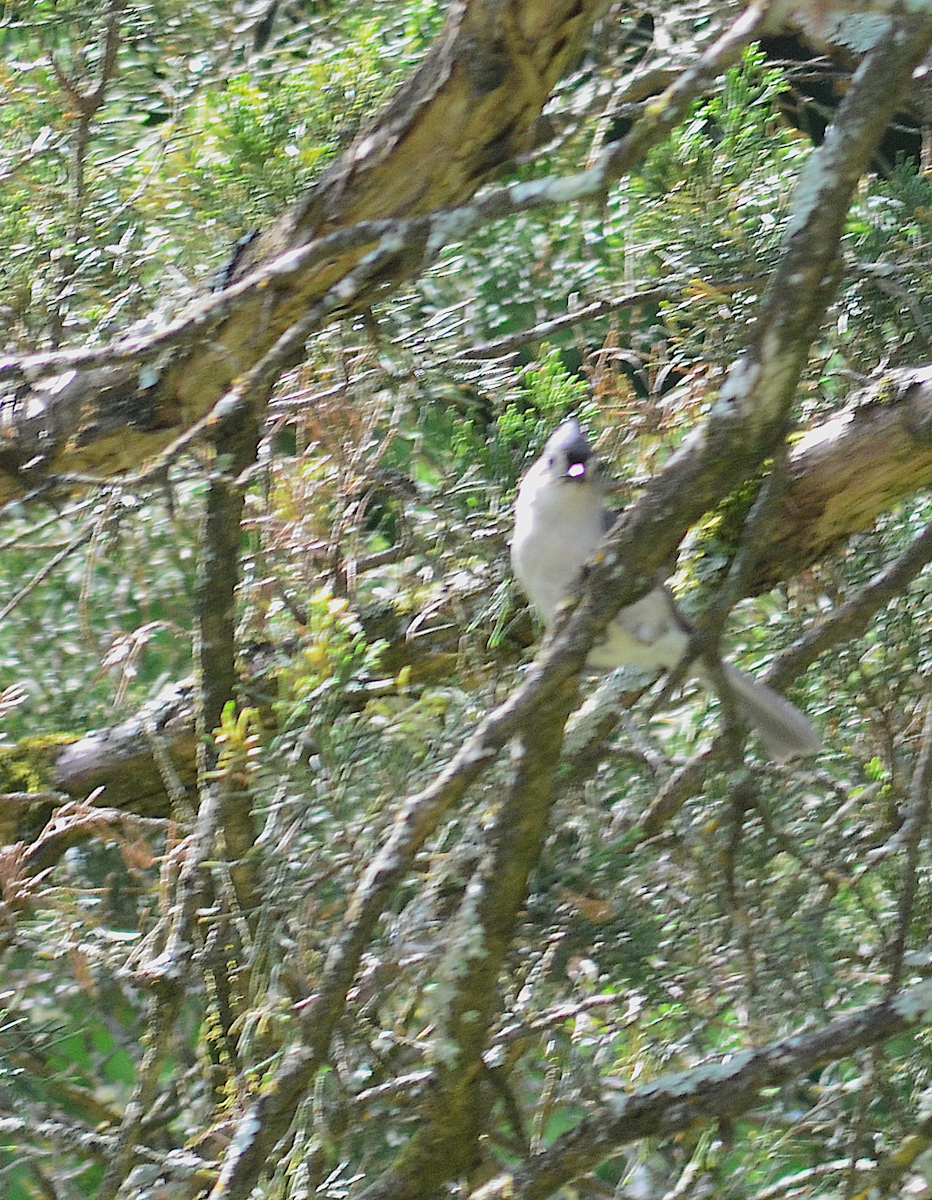 Tufted Titmouse - Eric Evinczik