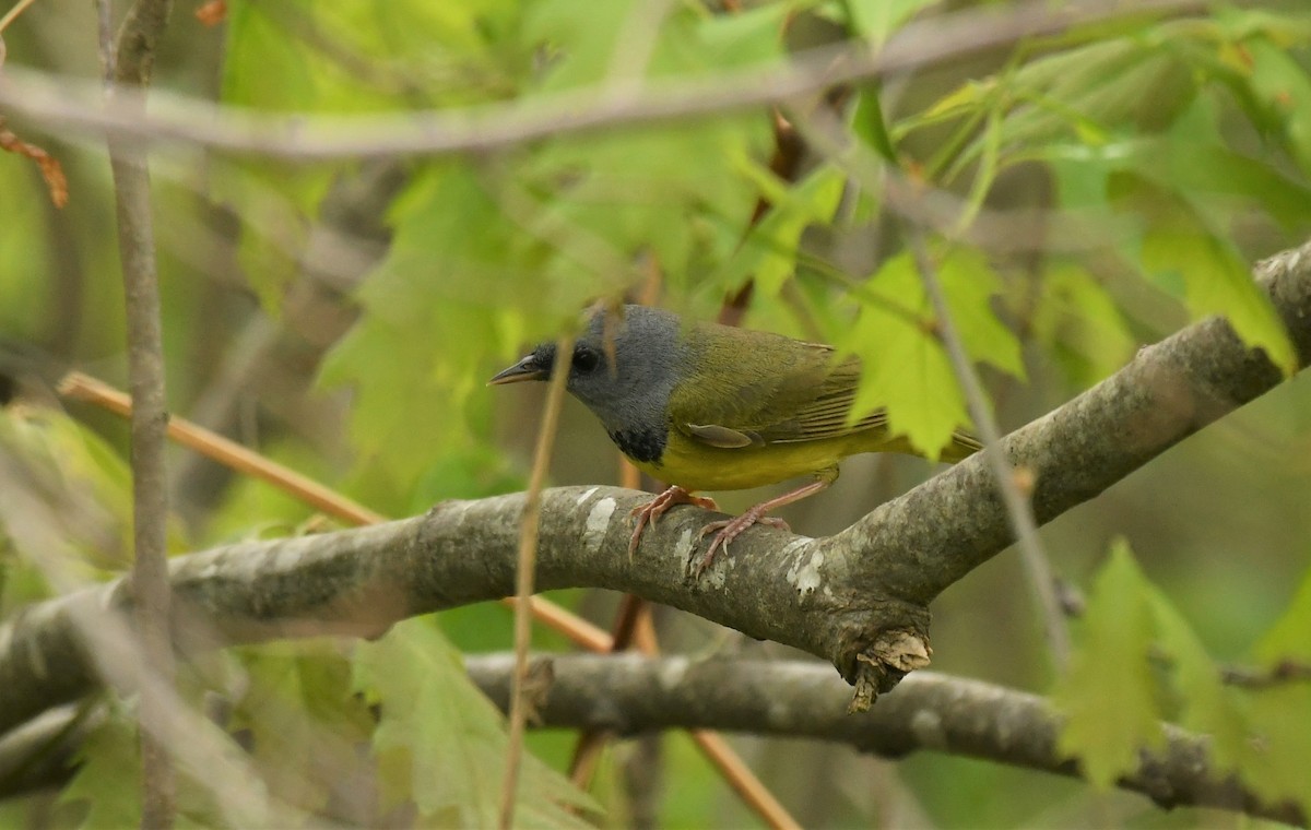 Mourning Warbler - Marcia Suchy