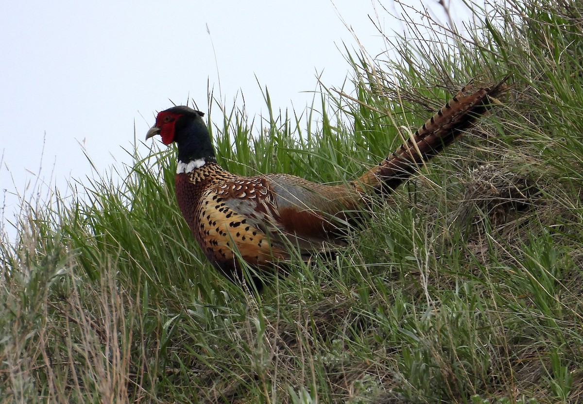 Ring-necked Pheasant - ML619377179