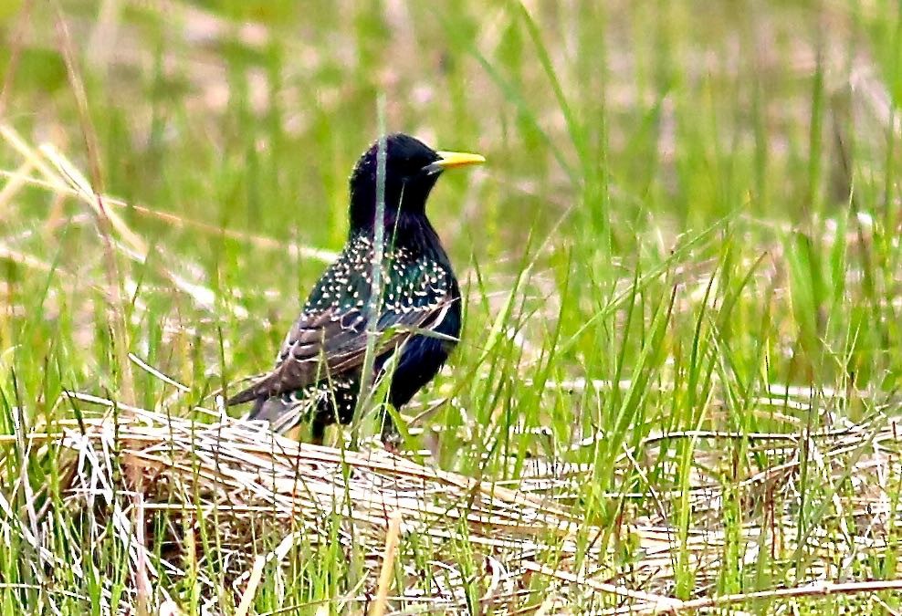 European Starling - Ron and Linda (Tozer) Johnston