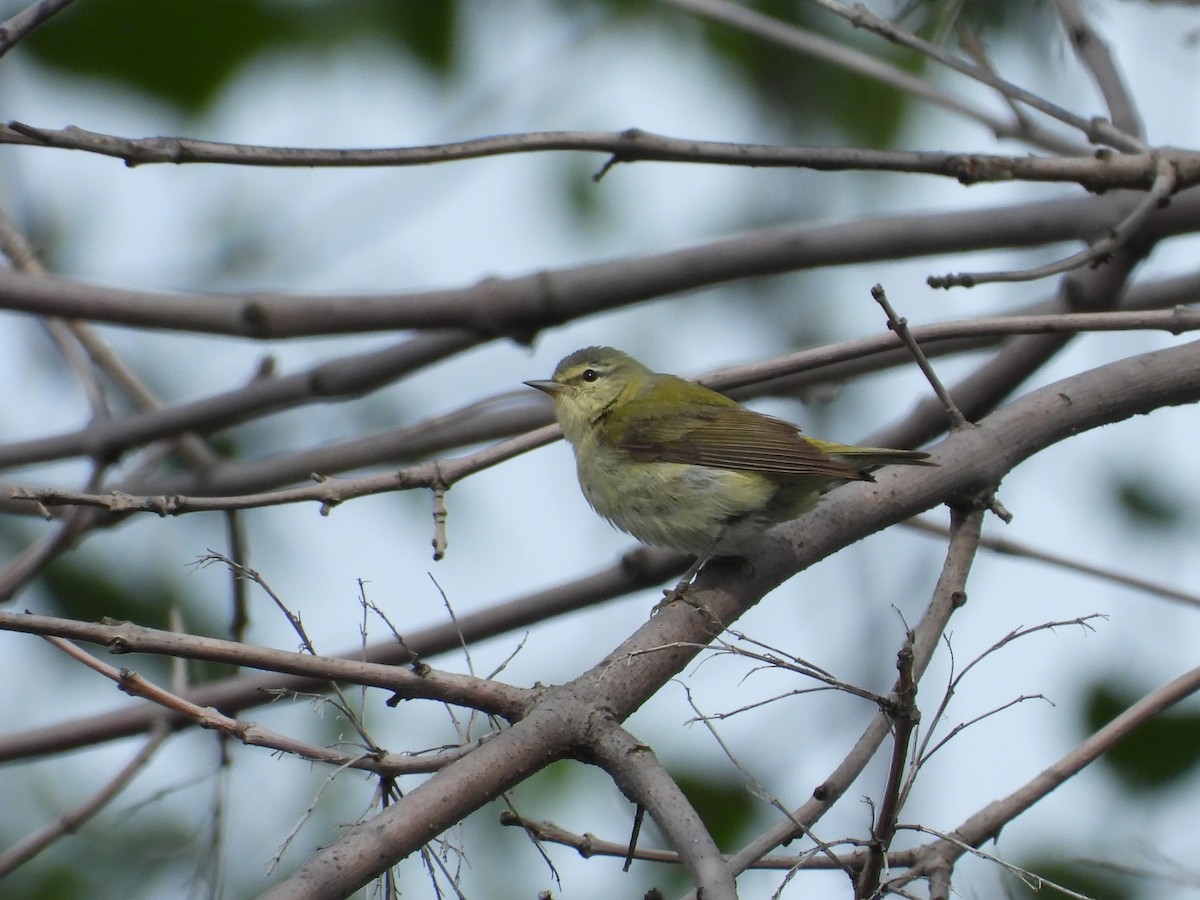 Tennessee Warbler - Michael W. Sack