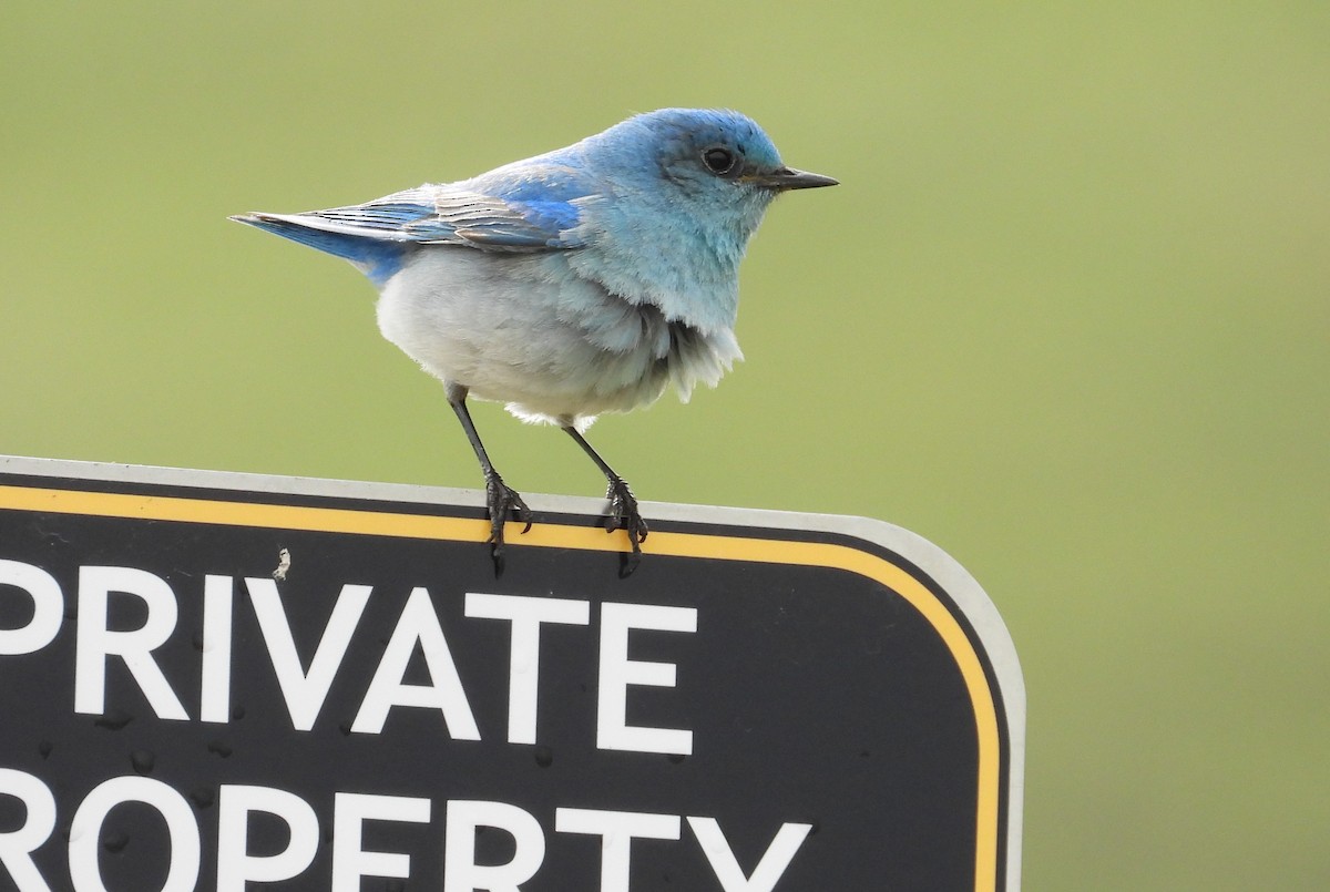 Mountain Bluebird - Jessie Zgurski