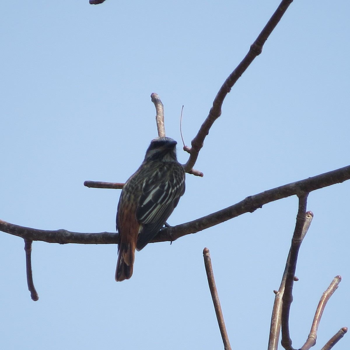 Sulphur-bellied Flycatcher - Alex Loya