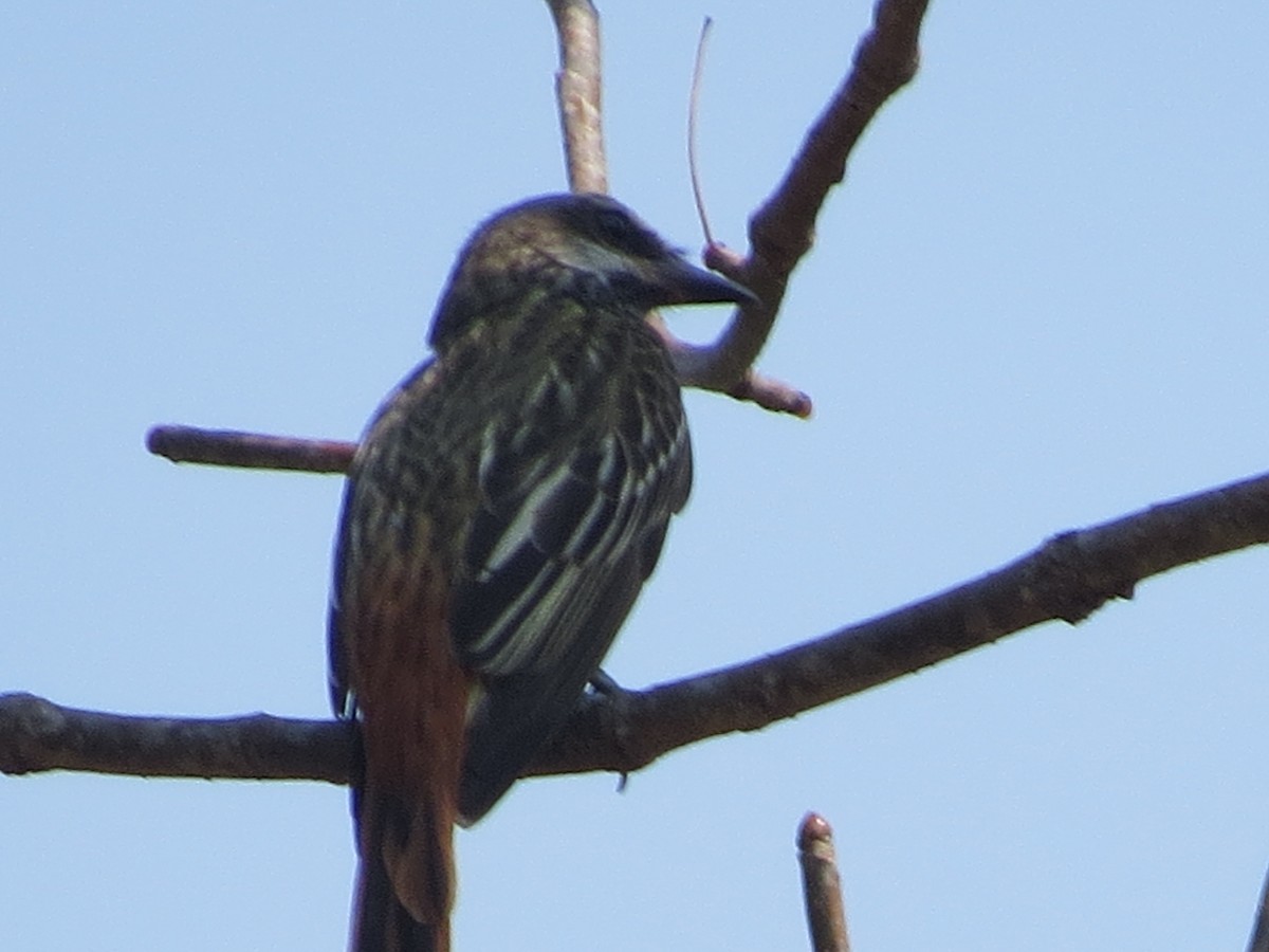 Sulphur-bellied Flycatcher - Alex Loya