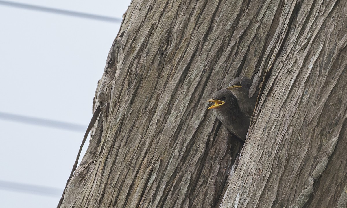 European Starling - Becky Matsubara