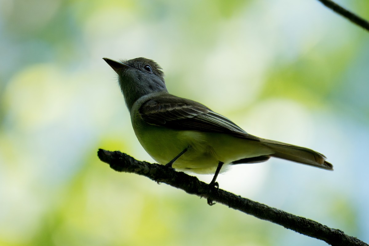 Great Crested Flycatcher - ML619377224