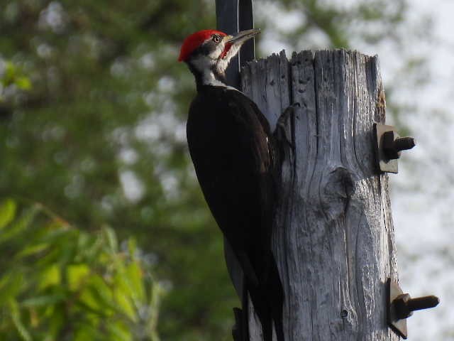 Pileated Woodpecker - Joe McGill