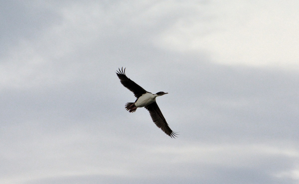 Imperial Cormorant - Felipe de Groote Páez