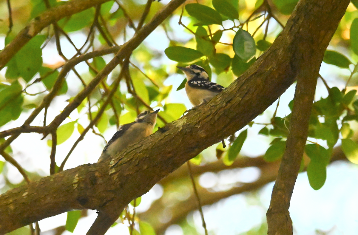 Downy Woodpecker - Heather Buttonow