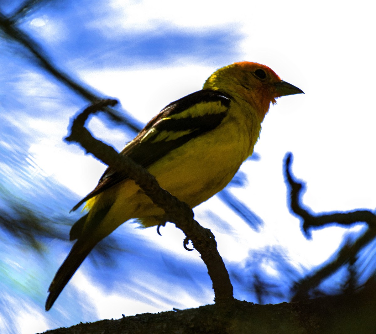 Western Tanager - ML619377249