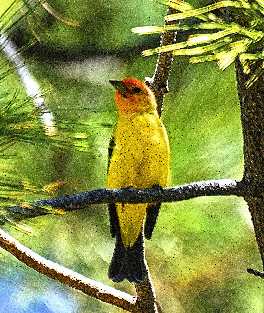 Western Tanager - ML619377250