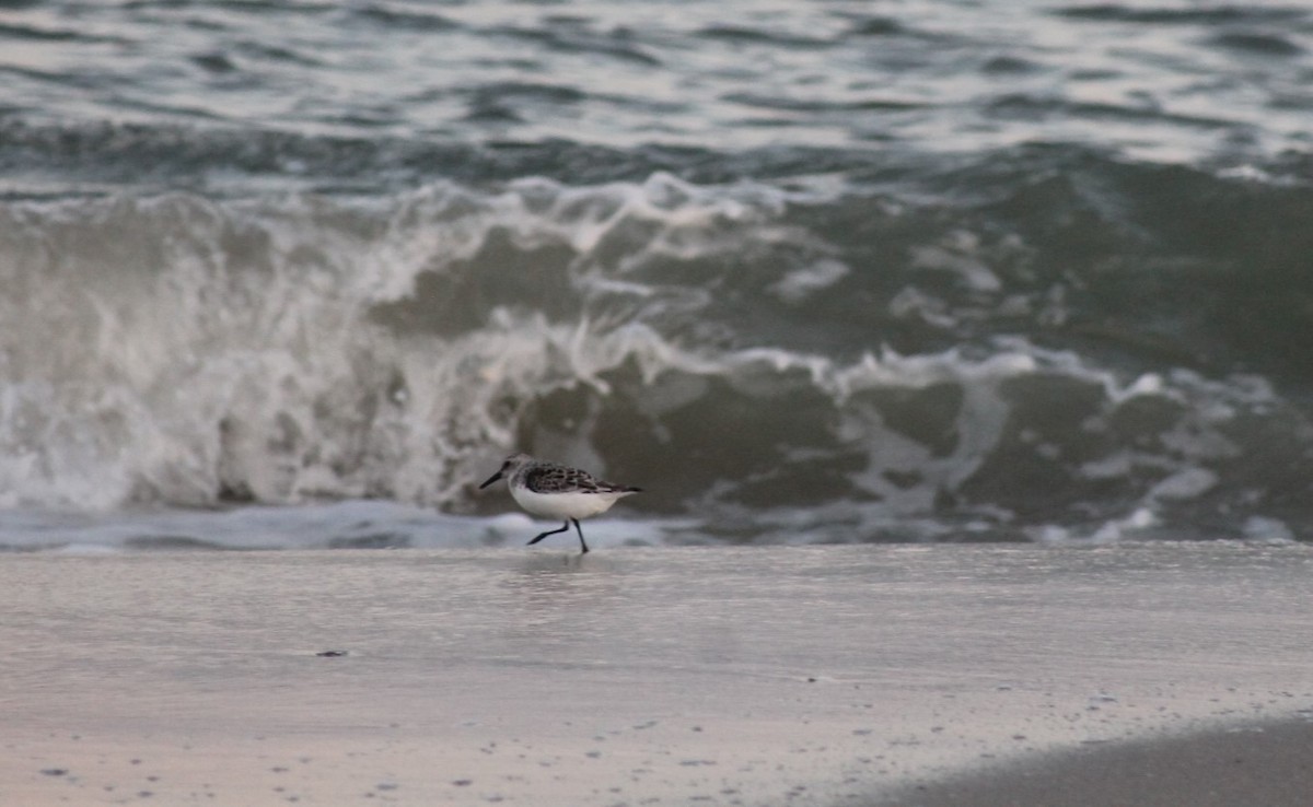 Sanderling - Tiffany Ohler