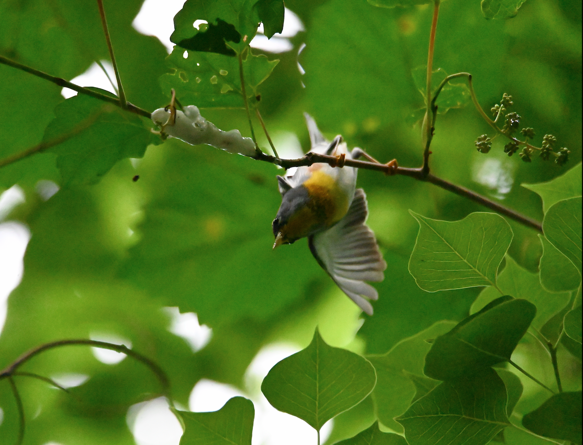 Northern Parula - Heather Buttonow