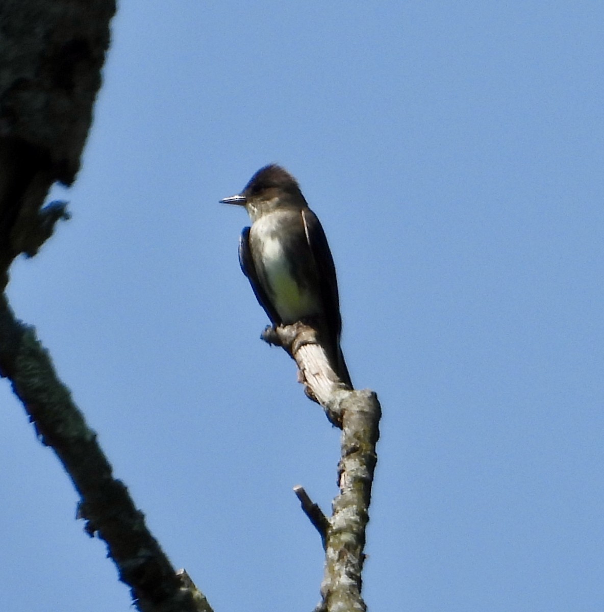 Olive-sided Flycatcher - Kisa Weeman