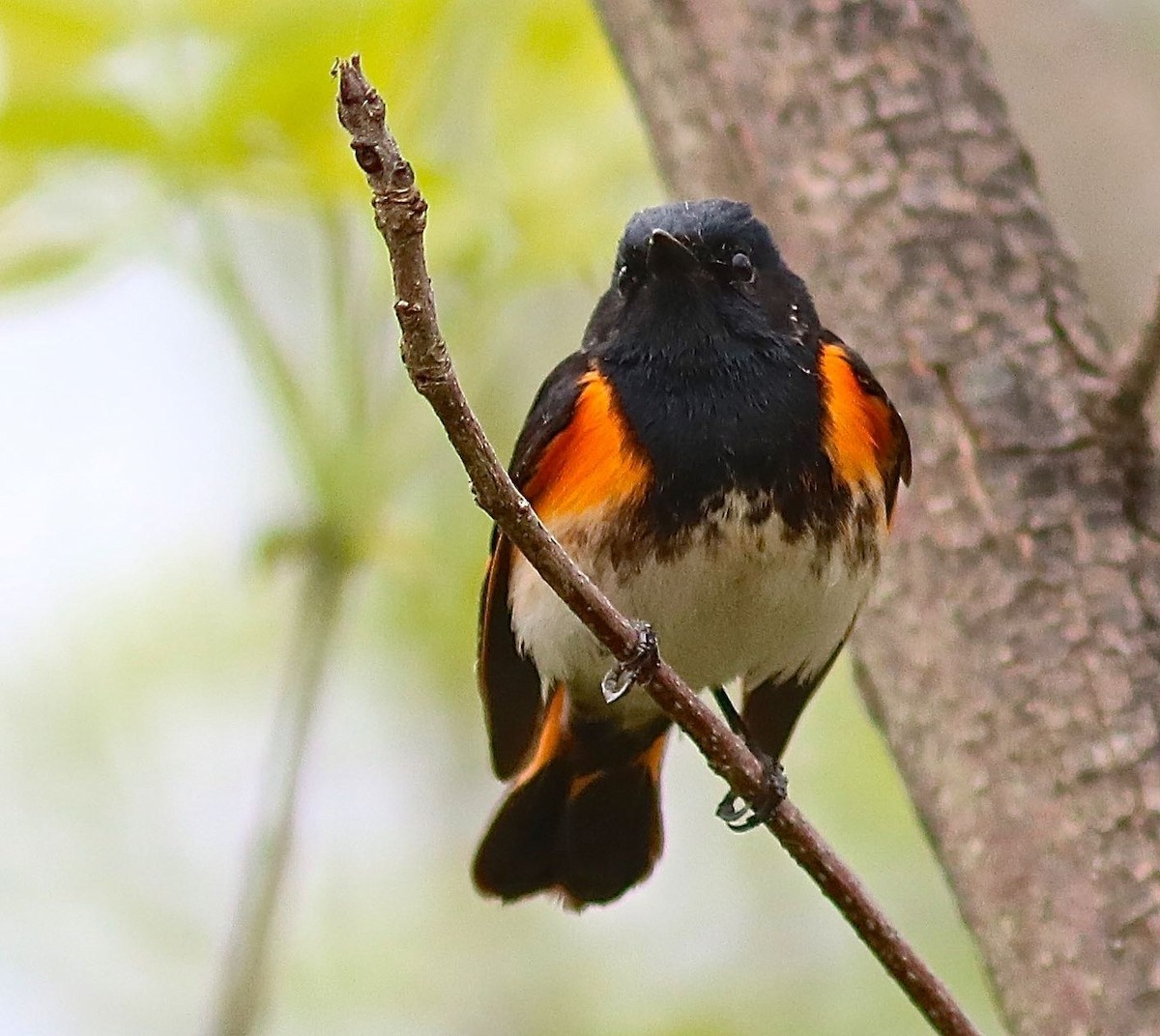 American Redstart - Ron and Linda (Tozer) Johnston