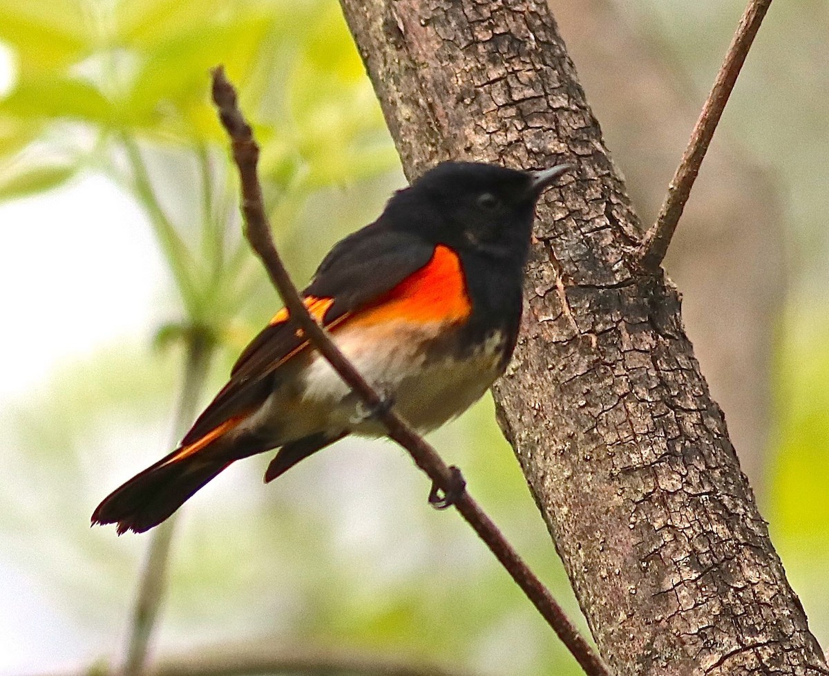 American Redstart - Ron and Linda (Tozer) Johnston