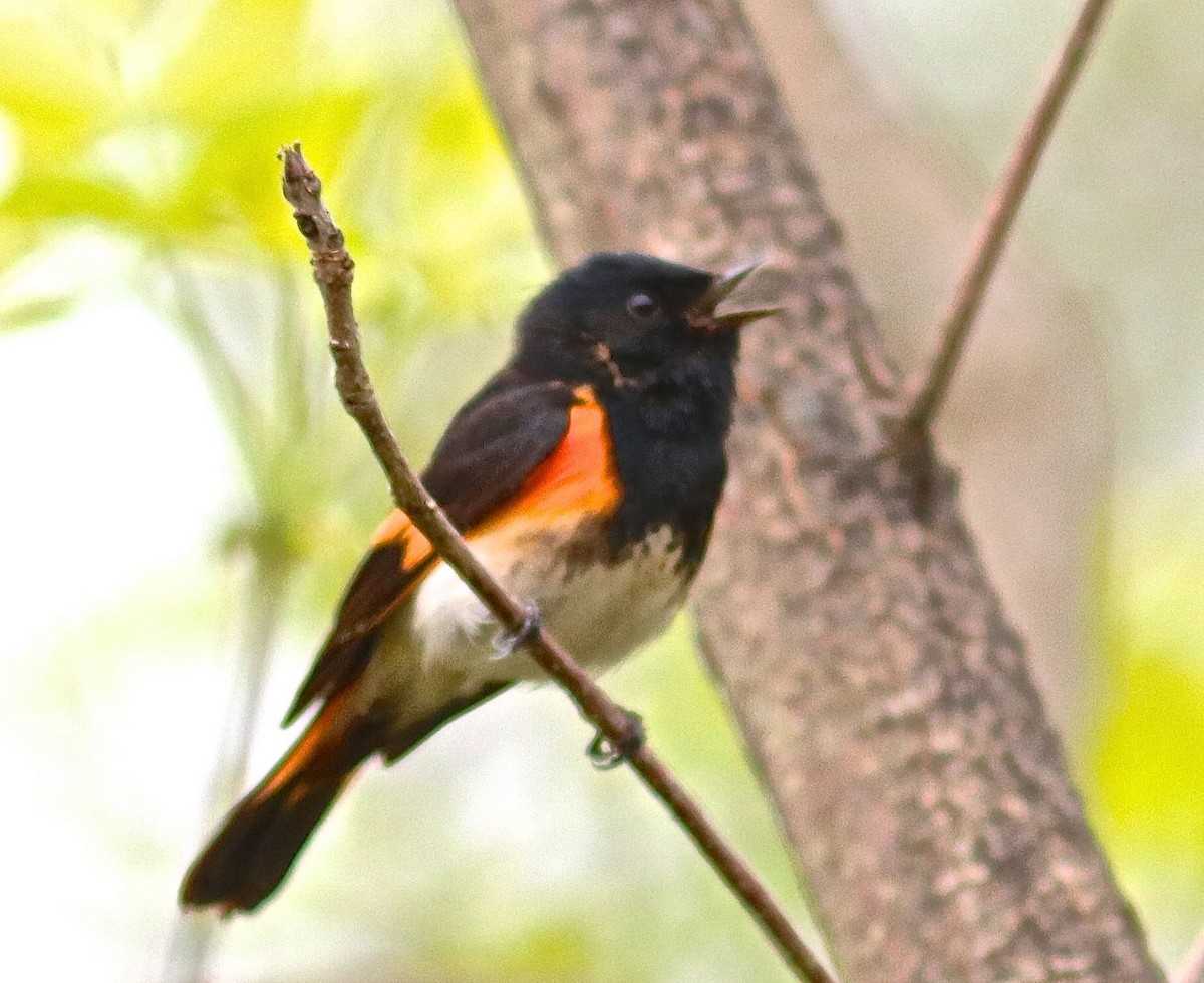 American Redstart - Ron and Linda (Tozer) Johnston