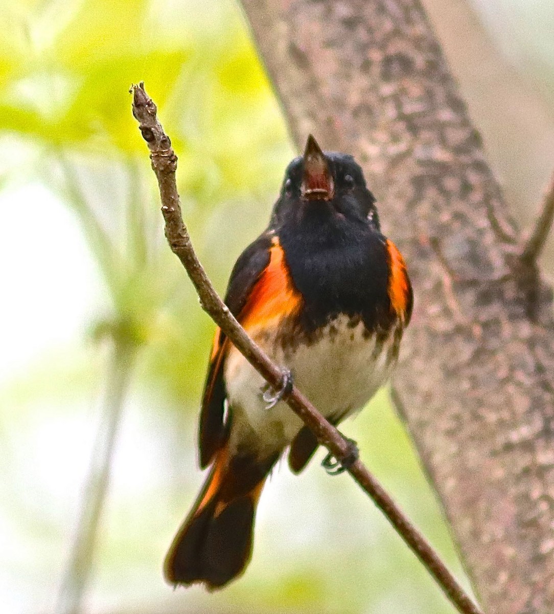 American Redstart - Ron and Linda (Tozer) Johnston