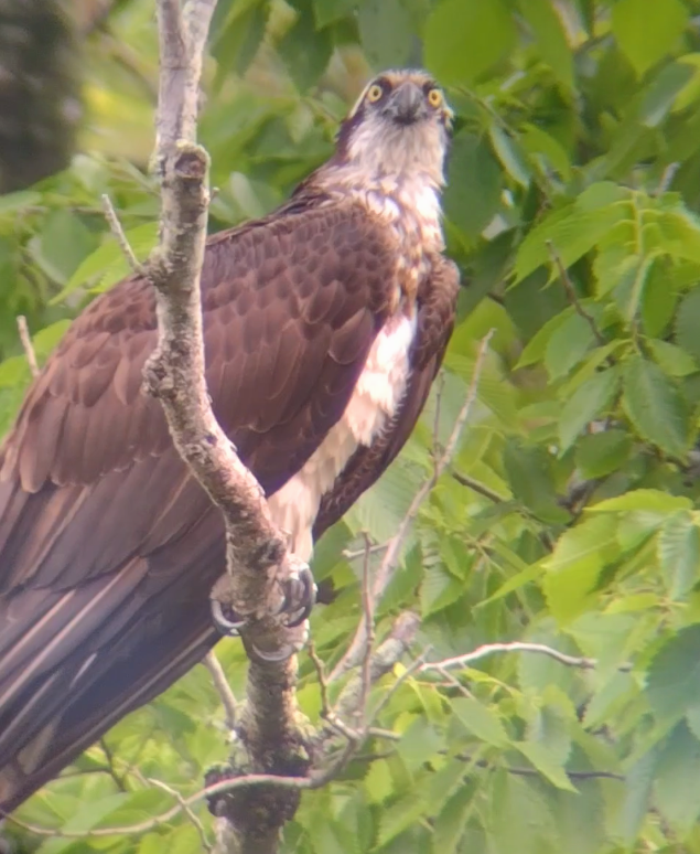 Osprey (carolinensis) - Jacob Jones