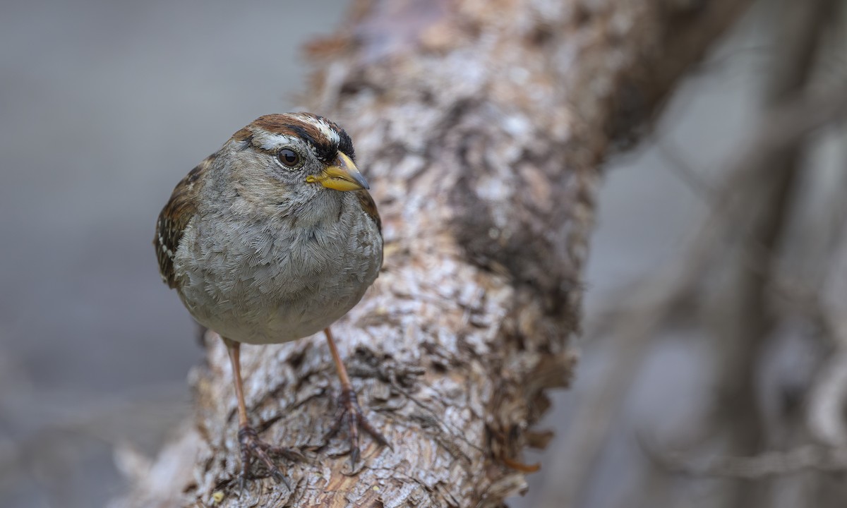 White-crowned Sparrow - Becky Matsubara