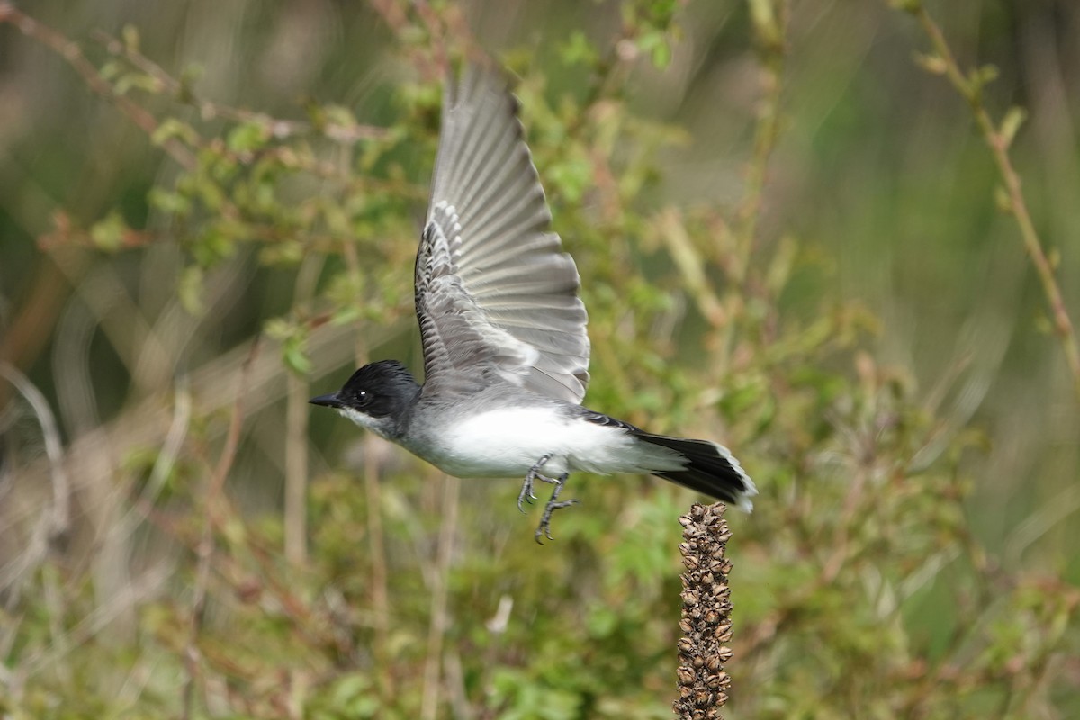 Eastern Kingbird - mc coburn