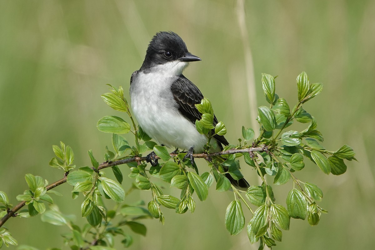 Eastern Kingbird - mc coburn