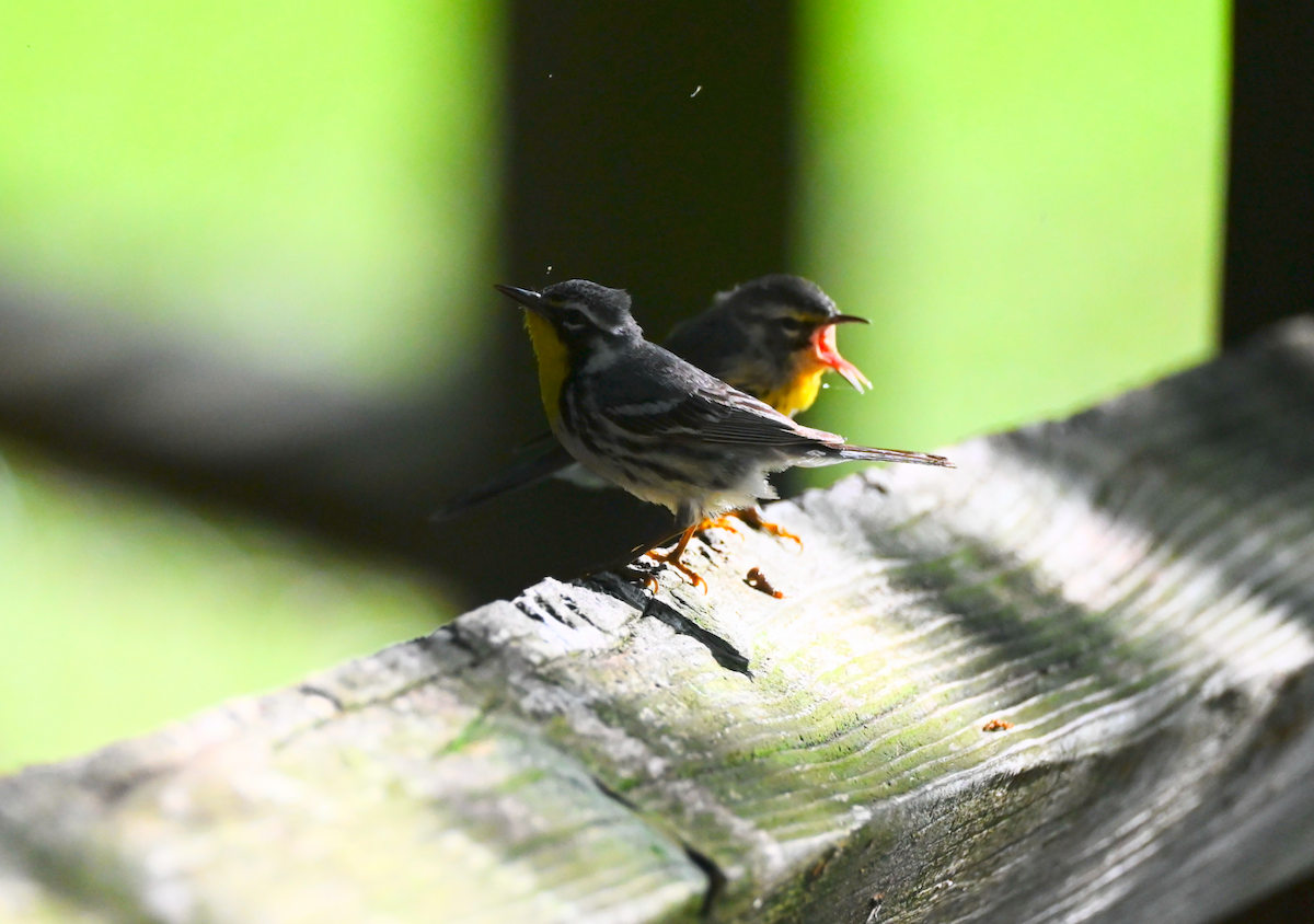 Yellow-throated Warbler - Heather Buttonow