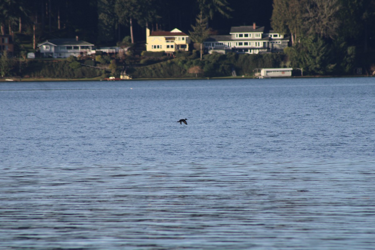 Surf Scoter - Jared Ganeles